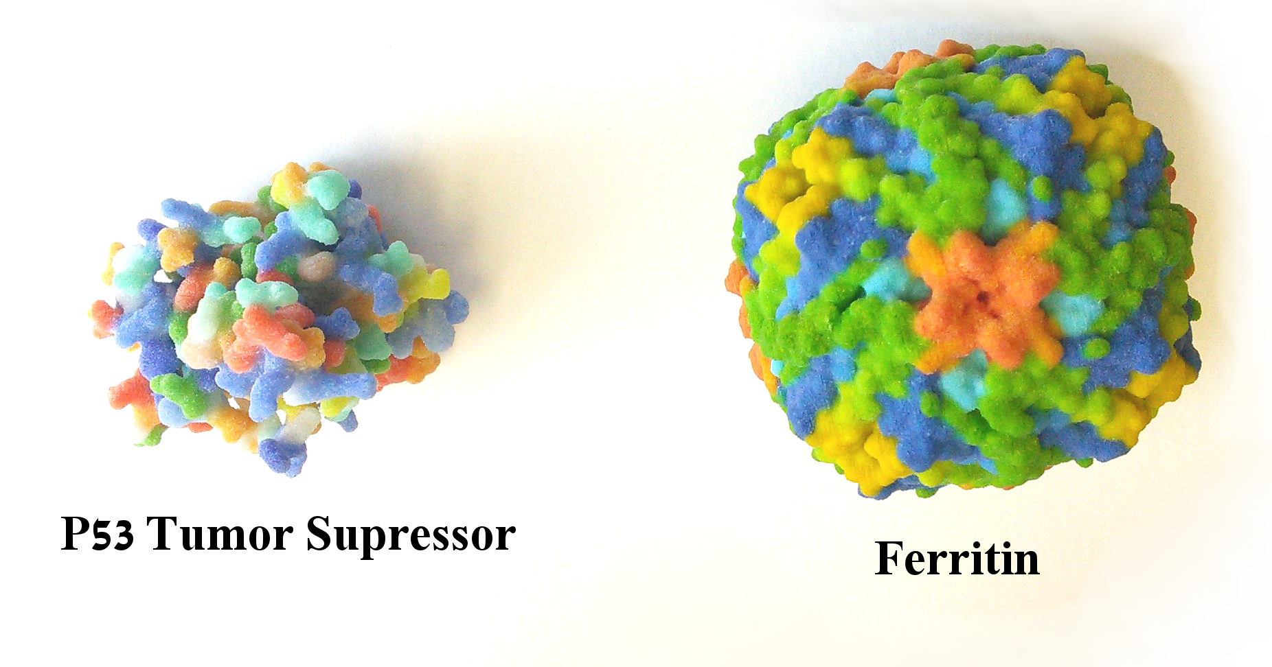 P53 and Ferritin molecules